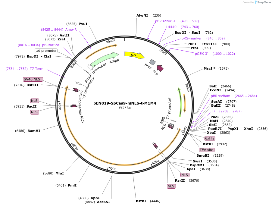 234456-plasmid-map-sequence-id-464908