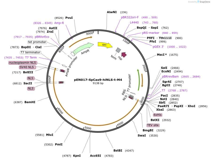 234455-plasmid-map-sequence-id-464910