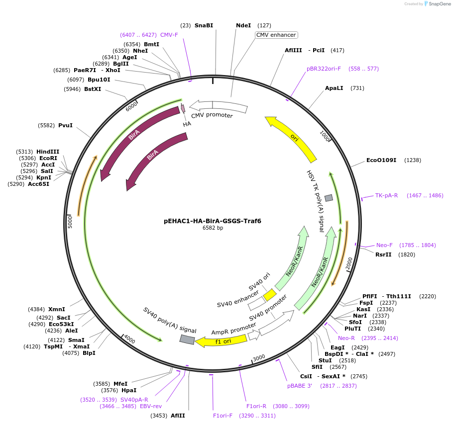 232586-plasmid-map-sequence-id-464921