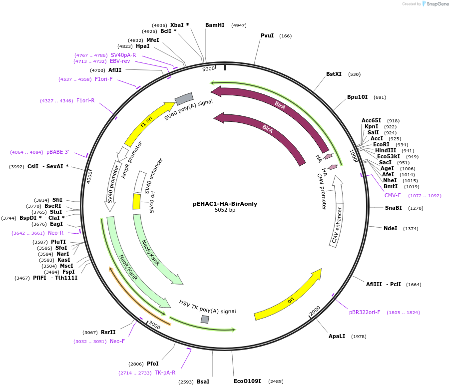 232584-plasmid-map-sequence-id-464922