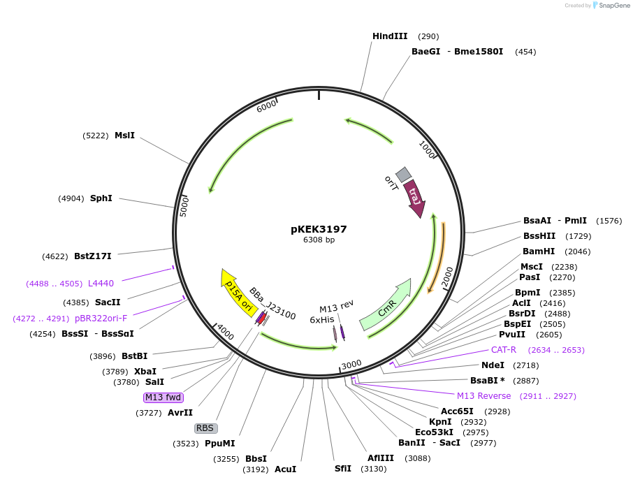 234095-plasmid-map-sequence-id-464928