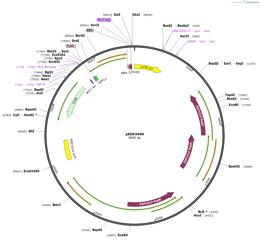 234084-plasmid-map-sequence-id-464936