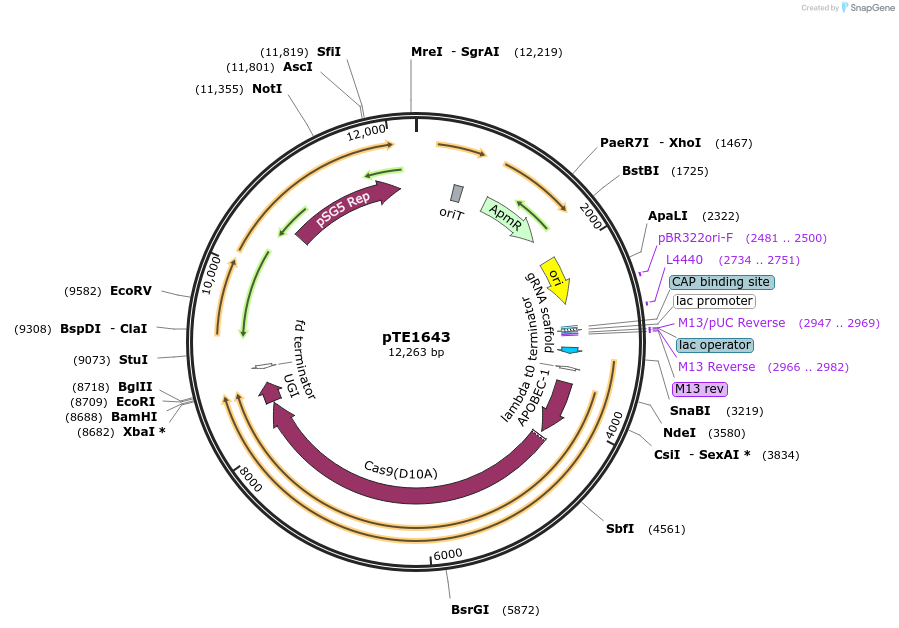 219650-plasmid-map-sequence-id-464939