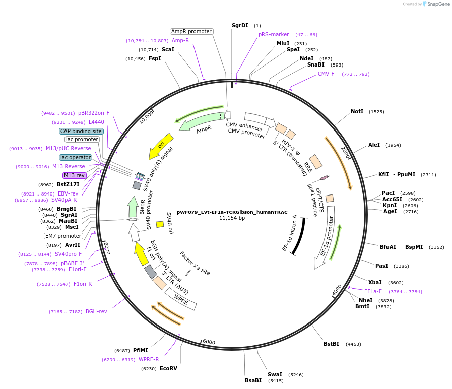 233448-plasmid-map-sequence-id-464948