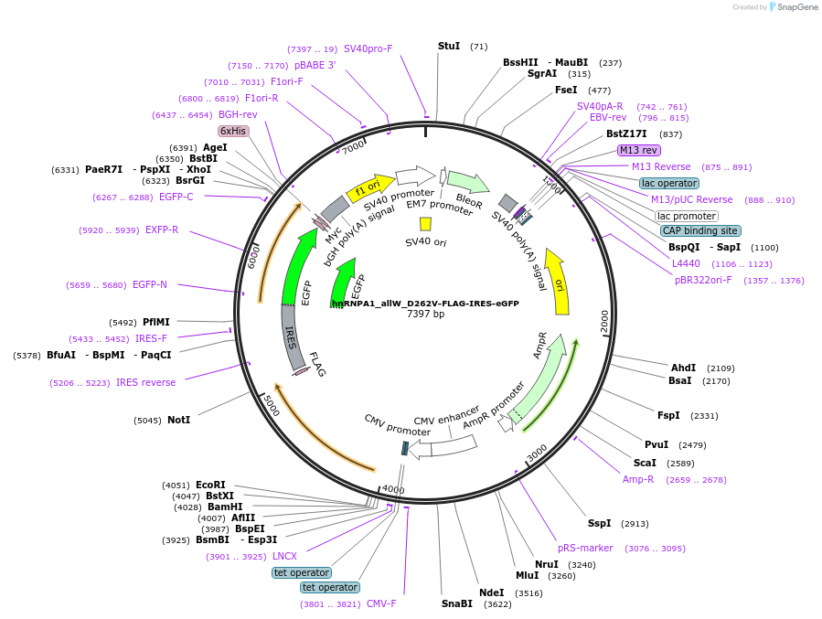 234621-plasmid-map-sequence-id-464954