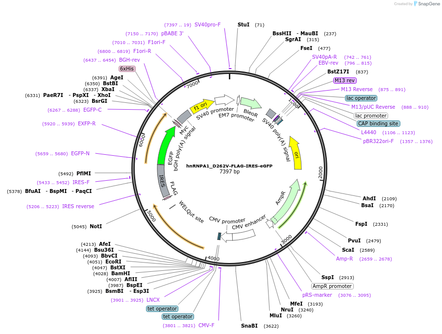 234620-plasmid-map-sequence-id-464955