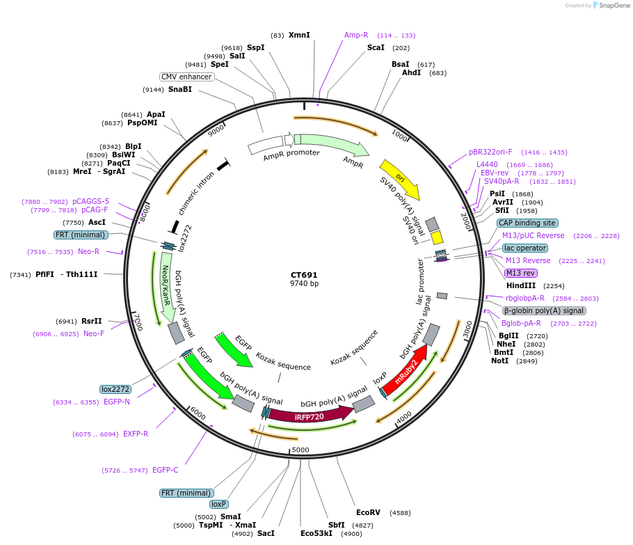 233660-plasmid-map-sequence-id-464957