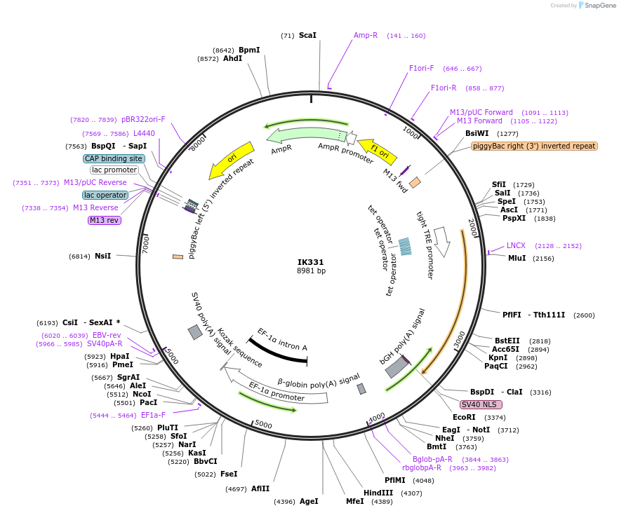 233653-plasmid-map-sequence-id-464960