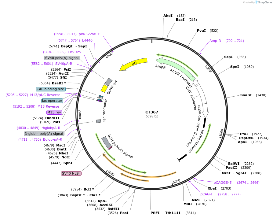 233673-plasmid-map-sequence-id-464961