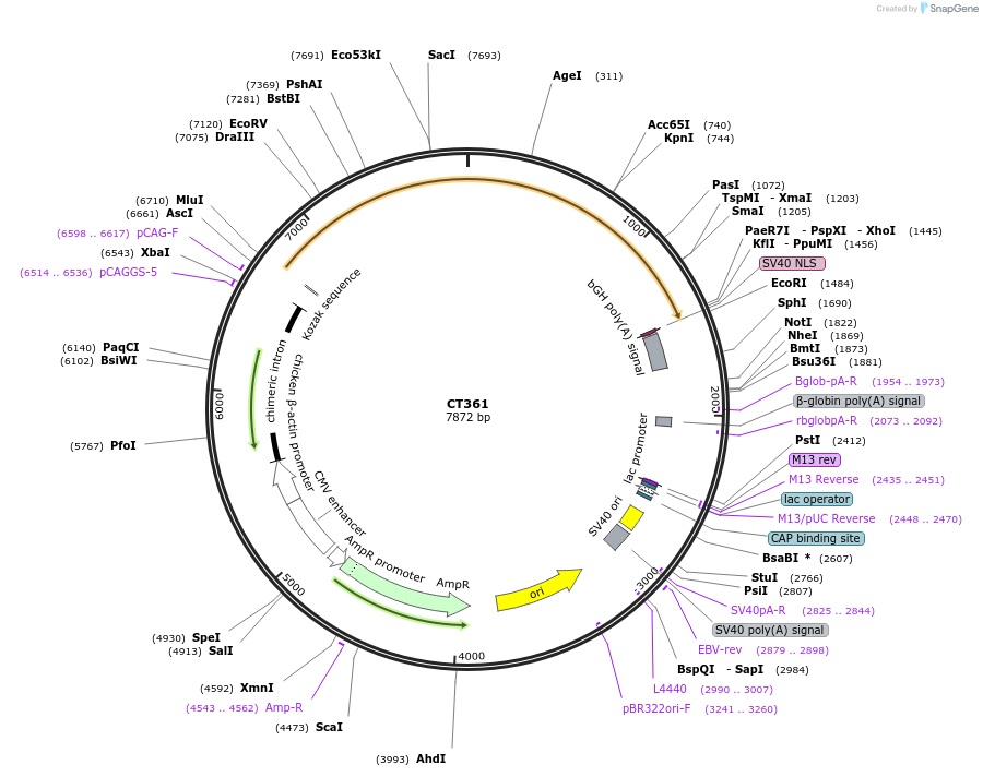 233672-plasmid-map-sequence-id-464962