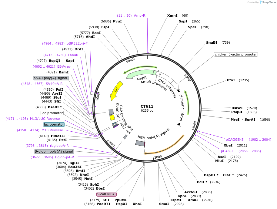 233669-plasmid-map-sequence-id-464964