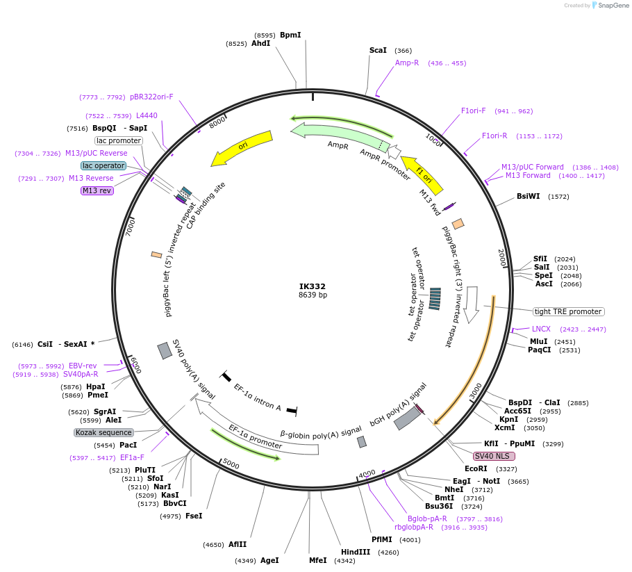 233654-plasmid-map-sequence-id-464990