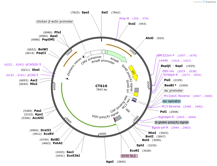 233675-plasmid-map-sequence-id-464994