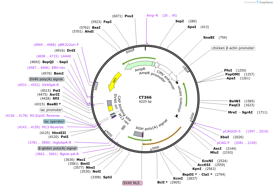 233678-plasmid-map-sequence-id-464995