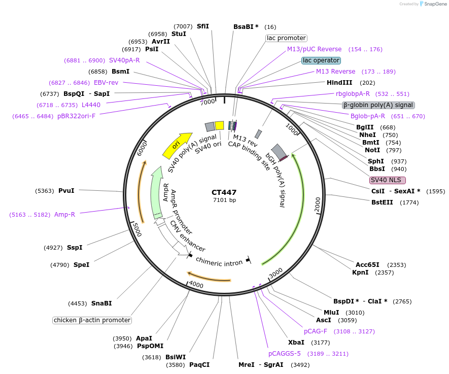 233663-plasmid-map-sequence-id-464998
