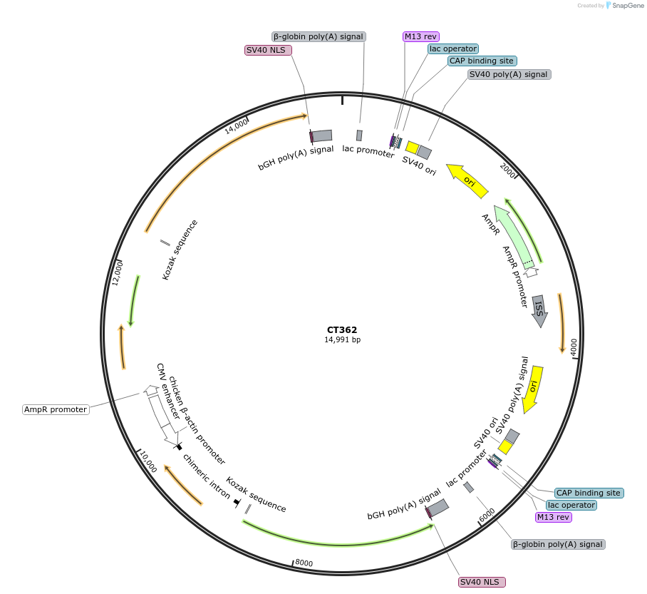 233679-plasmid-map-sequence-id-465002