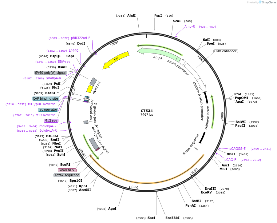 233682-plasmid-map-sequence-id-465003