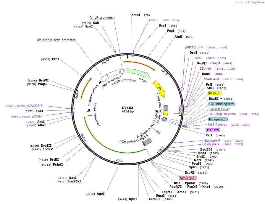 233674-plasmid-map-sequence-id-465006