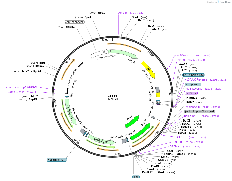 233662-plasmid-map-sequence-id-465007