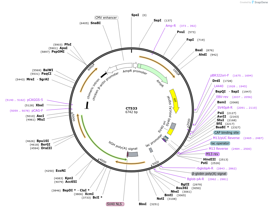 233681-plasmid-map-sequence-id-465008