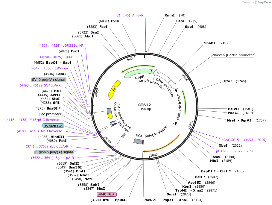 233670-plasmid-map-sequence-id-465009