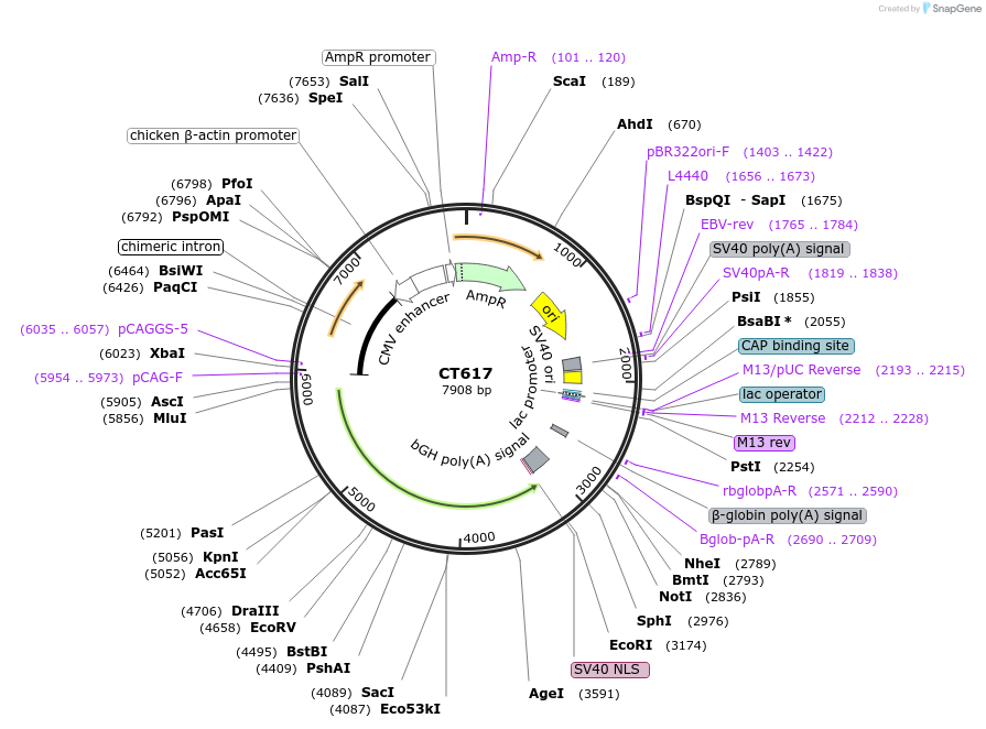 233676-plasmid-map-sequence-id-465010