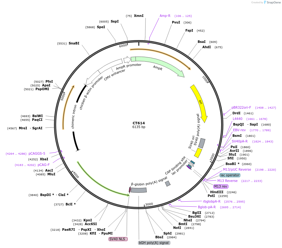 233671-plasmid-map-sequence-id-465011