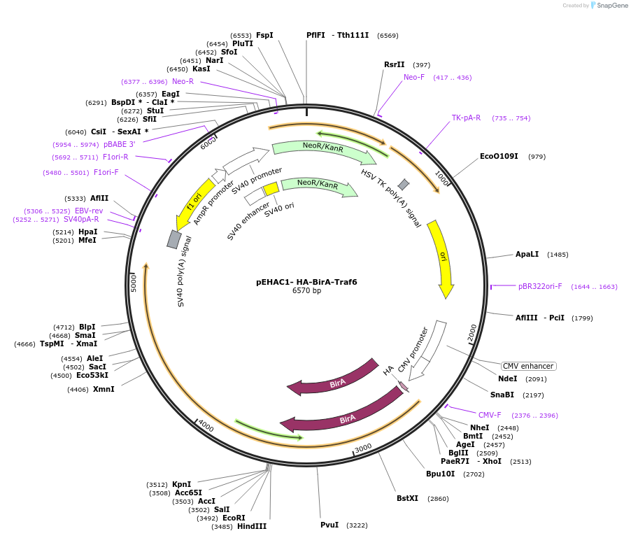 232585-plasmid-map-sequence-id-465027