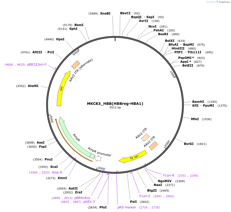 232409-plasmid-map-sequence-id-465033