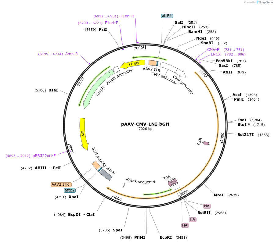 233203-plasmid-map-sequence-id-465054