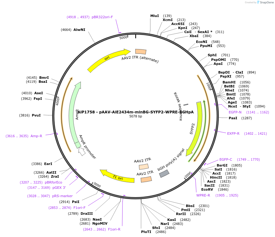 220666-plasmid-map-sequence-id-465059