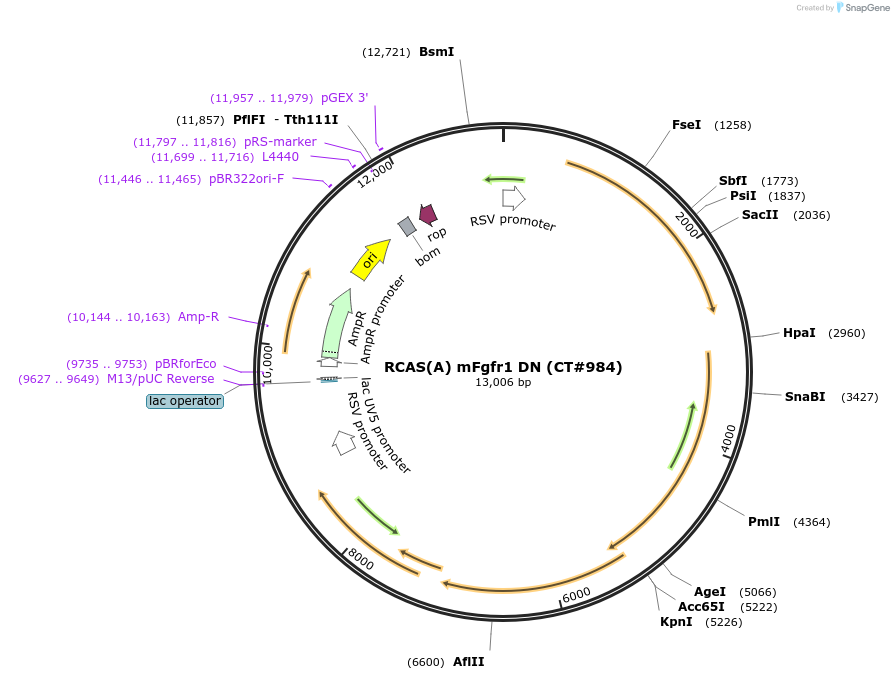 14006-plasmid-map-sequence-id-465063