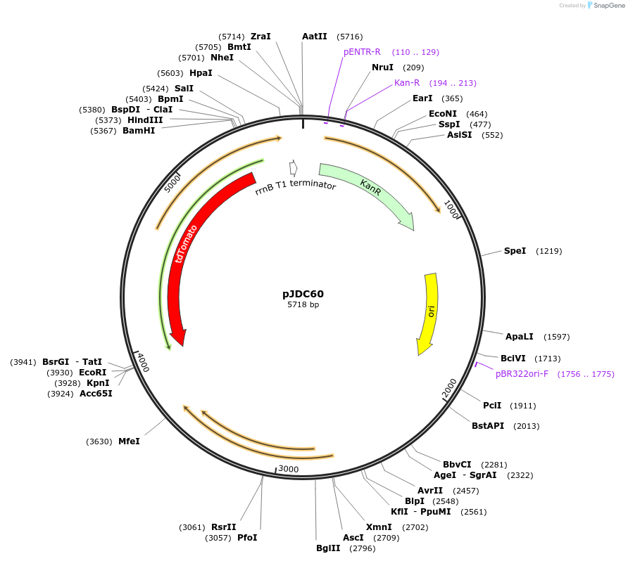 157780-plasmid-map-sequence-id-465065