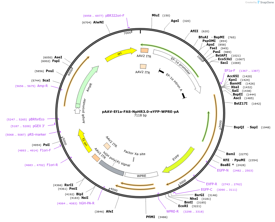 37088-plasmid-map-sequence-id-46521