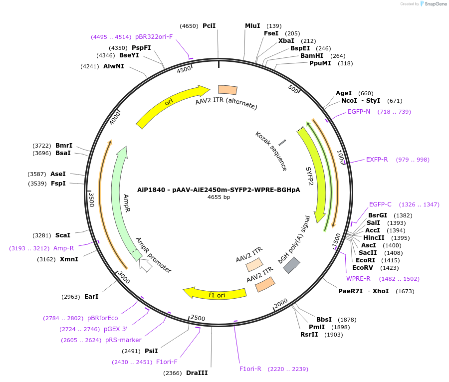 220668-plasmid-map-sequence-id-465214