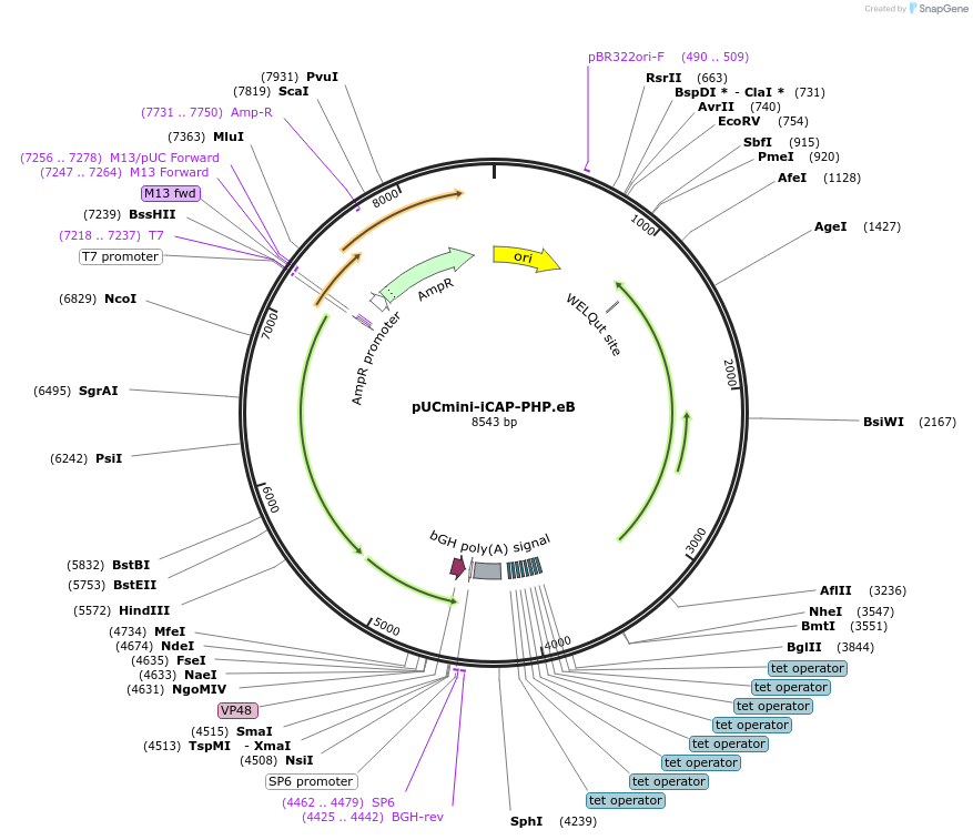 103005-plasmid-map-sequence-id-465217