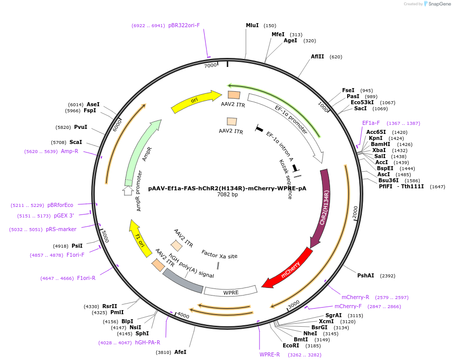 37090-plasmid-map-sequence-id-46522