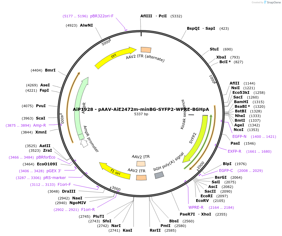 220682-plasmid-map-sequence-id-465220