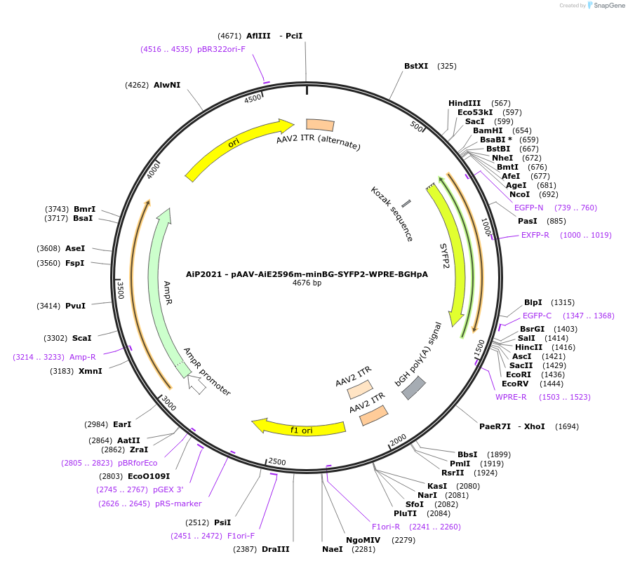 220691-plasmid-map-sequence-id-465224