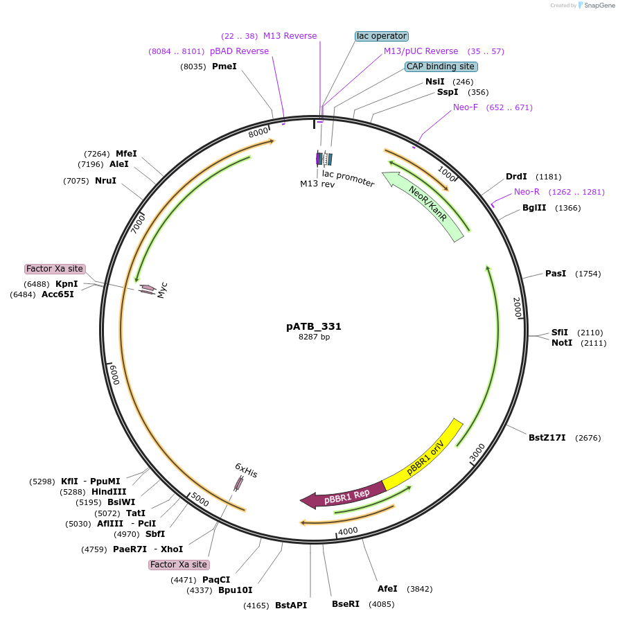 226080-plasmid-map-sequence-id-465226