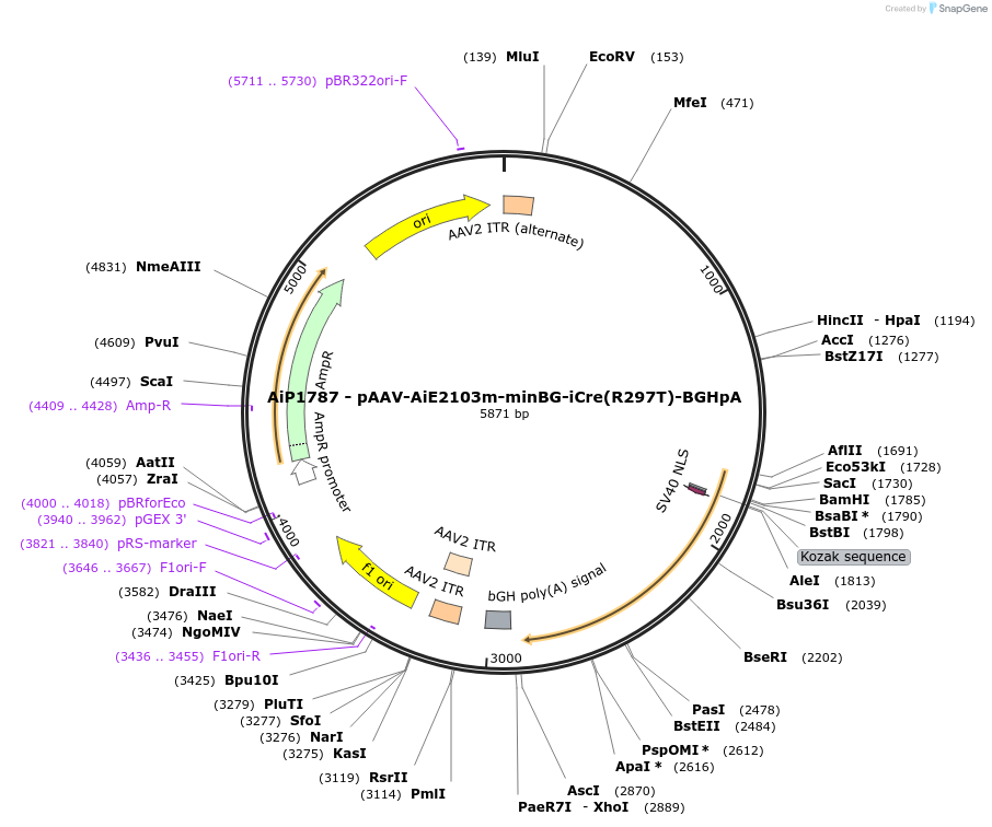 220712-plasmid-map-sequence-id-465231