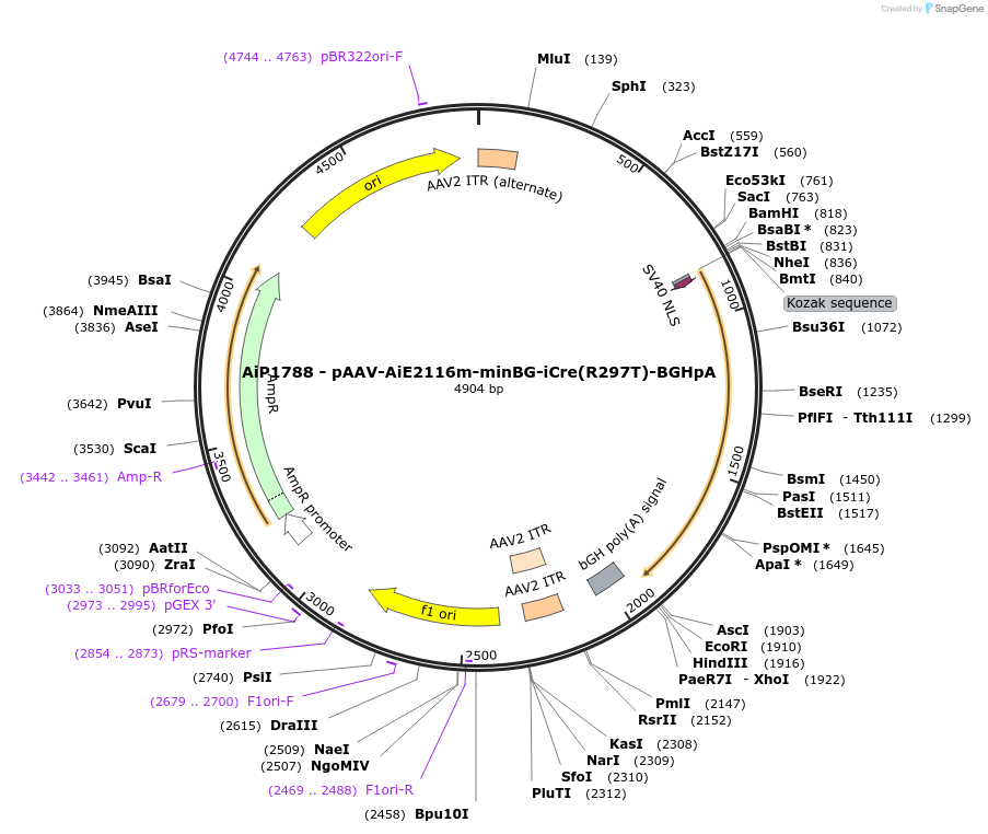 220713-plasmid-map-sequence-id-465232