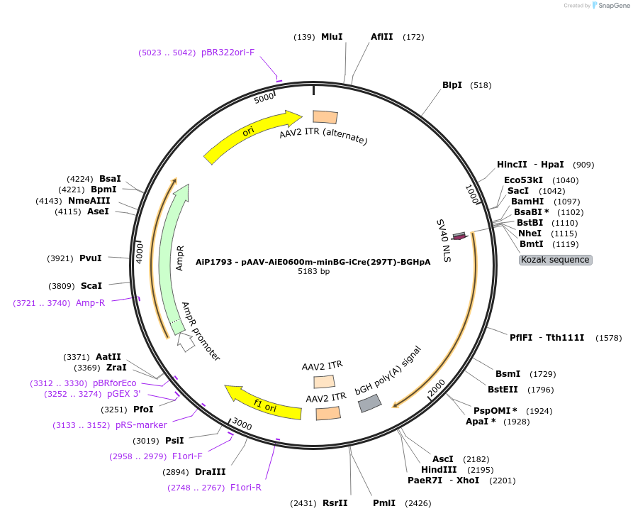 220715-plasmid-map-sequence-id-465234