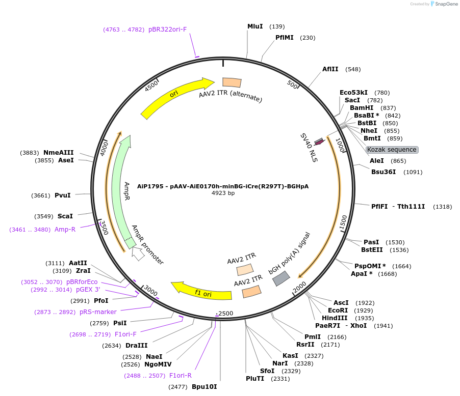 220717-plasmid-map-sequence-id-465237