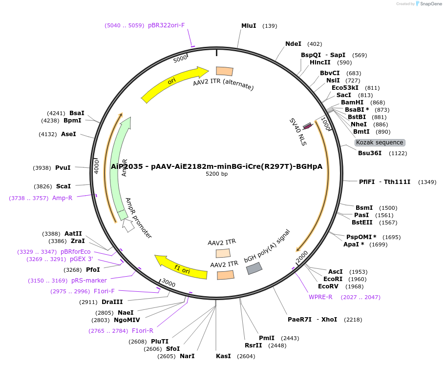 220725-plasmid-map-sequence-id-465244