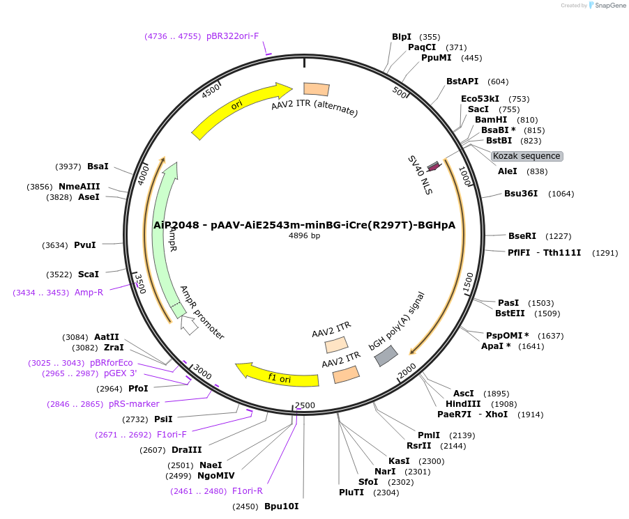 220727-plasmid-map-sequence-id-465246