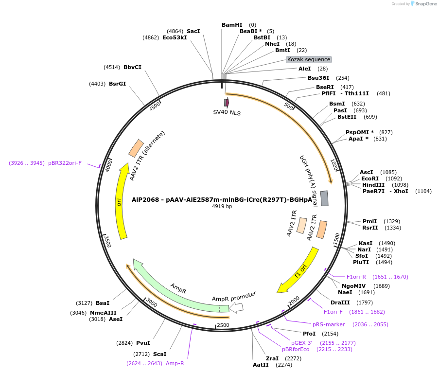 220728-plasmid-map-sequence-id-465247