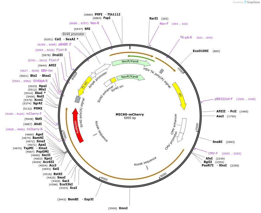 232789-plasmid-map-sequence-id-465251