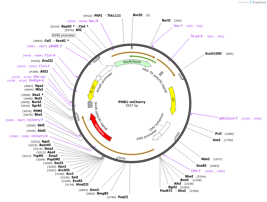 232784-plasmid-map-sequence-id-465252