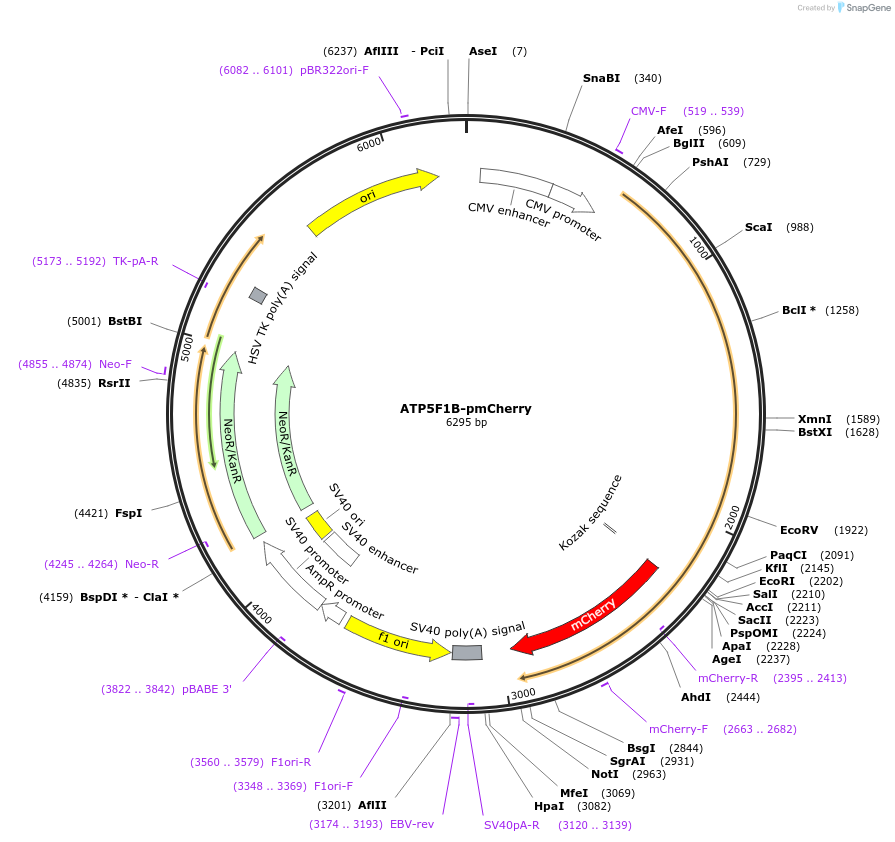 232783-plasmid-map-sequence-id-465253